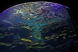 Siam Ocean World Bangkok_3302.JPG